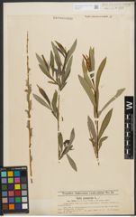 Foto von Salix purpurea L.